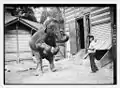 Hattie, the elephant and Bill Snyder c. 1913 at the Central Park Zoo