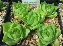 Haworthia cymbiformis has light green, even-coloured, boat-shaped leaves ("cymbiformis" = "boat shaped")