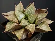 Haworthia emelyae var. comptoniana is a large, lighter coloured form, with a clear reticulated pattern on the broad leaf faces