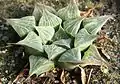 Haworthia magnifica var. acuminata has a lighter colour and more pointed, "acuminate" leaves