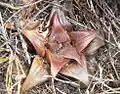 Haworthia mirabilis var. badia has reddish-brown, attenuate leaves