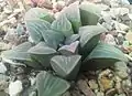 Haworthia mutica has one or two lines and a pale, cloudy, mat surface on its compact, slightly rounded ("mutica") leaves