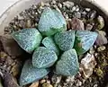 "agenteo-maculosa" is a smoother variety of Haworthia pygmaea with silver spots ("argenteo maculosa")