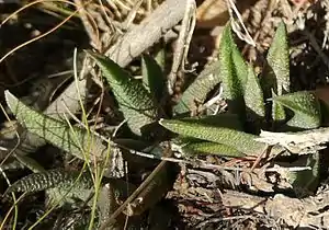 Haworthiopsis scabra var. plettens - the small tubercled variety in habitat near Plettenberg Bay