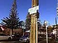 Prominent Norfolk Pine trees on Oriental Bay, September 2020.