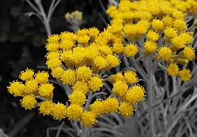 Helichrysum thianschanicum 'Icicles' on display at the San Diego County Fair, CA, USA