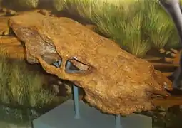 Skull