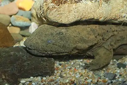 The small eyes and loose skin are characteristic of hellbenders