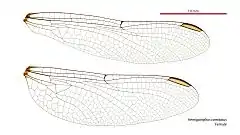 Female wings