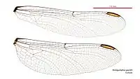 Female wings