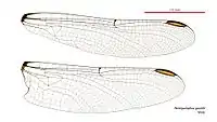 Male wings