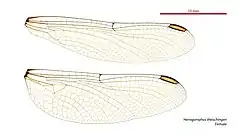 Female wings