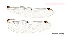 Male wings