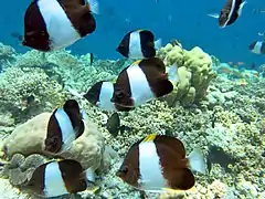 Brown-and-white butterflyfish (Hemitaurichthys zoster)