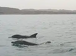 Indo-Pacific bottlenose dolphins off the southern shore of Iran, around Hengam Island