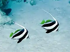 Longfin bannerfish (Heniochus acuminatus)
