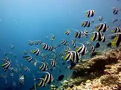 Schooling bannerfish (Heniochus diphreutes)