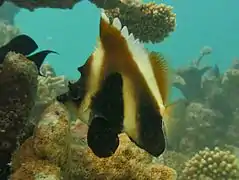Phantom bannerfish Heniochus pleurotaenia