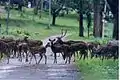 Herd of Deer, Nagarahole