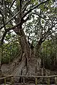 Sakishimasuou tree: Said to be the biggest and oldest mangrove tree in Japan.