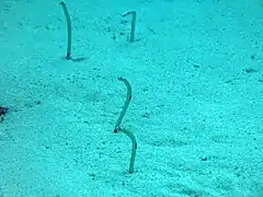 Spotted garden eel (Heteroconger hassi)