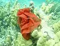 The egg ribbon of Hexabranchus sanguineus in the northwest Hawaiian Islands