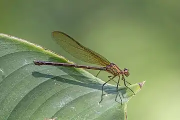 Highland rubyspot (H. cruentata) femaleGuatemala
