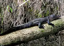 Alligator on the river