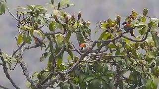 A flock consisting of two males (♂) and a female (♀) from Neora Valley National Park in West Bengal, India.