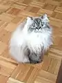 Seal lynx point Himalayan cat