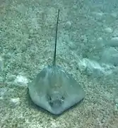 Jenkins stingray (Himantura jenkinsii)