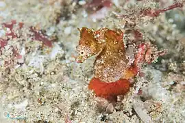 Hippocampus nalu in situ; a paratype male, Sodwana Bay, South Africa.