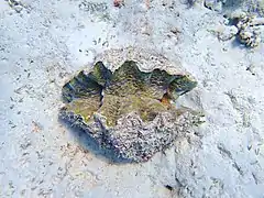 Live specimen, seen from above.