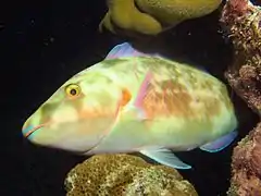Longnose parrotfish (Hipposcarus harid)