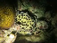 An unidentified stichopodidae