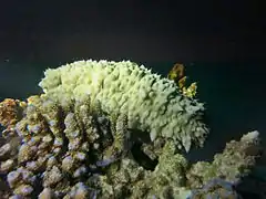 Stichopus cf. horrens