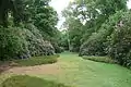 garden with rhododendrons
