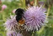 Bumblebee on thistle a flowerhead (Cirsium arvense)