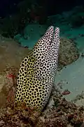 Honeycomb moray eel(Gymnothorax favagineus)