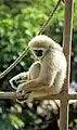 Gibbon 1997