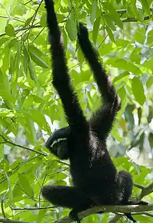 Gibbon in a tree.