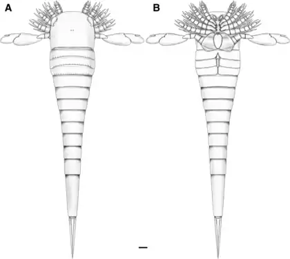 Reconstruction of Hoplitaspis hiawathai with ventral view (B) showing appendicular structures.
