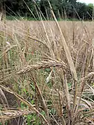 An ear of grain (barley)