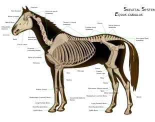 Diagram of a horse skeleton with major parts labeled.