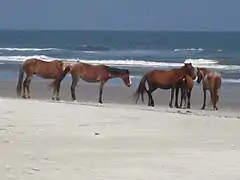 wild (feral) horses