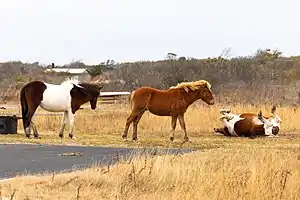 Horses play near a campsite on Assateague Island