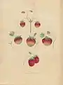 Strawberries, 1817.jpg