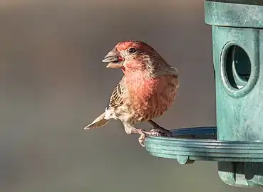 at a bird feeder in New York City