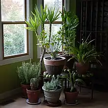 Collection of tropical houseplants, cacti, and succulents