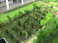 The iconic Bonsai Garden of Hua Yi Secondary School.